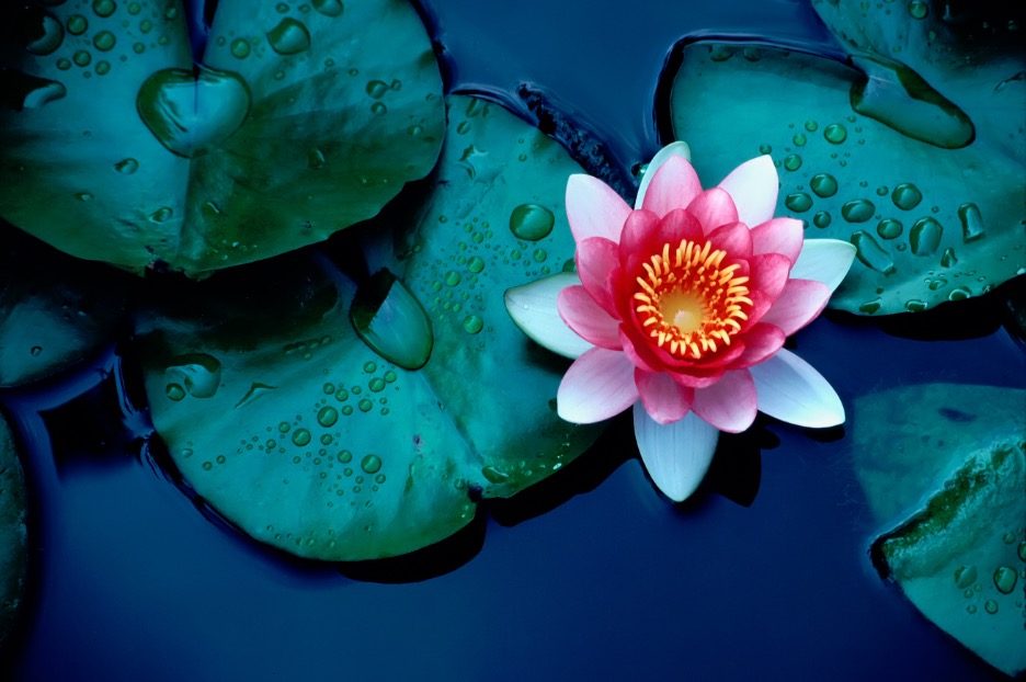 Wellness stones and flower